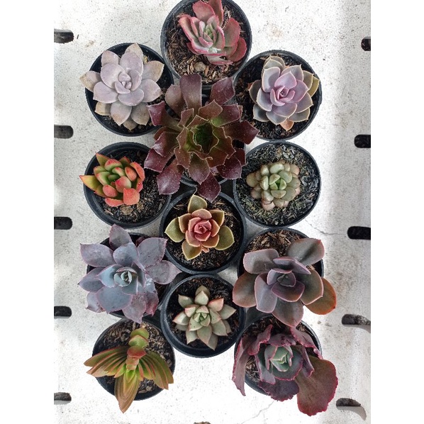 paket 12pot kaktus sekulen warna warni