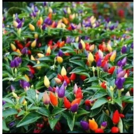 benih cabe bolivian rainbow