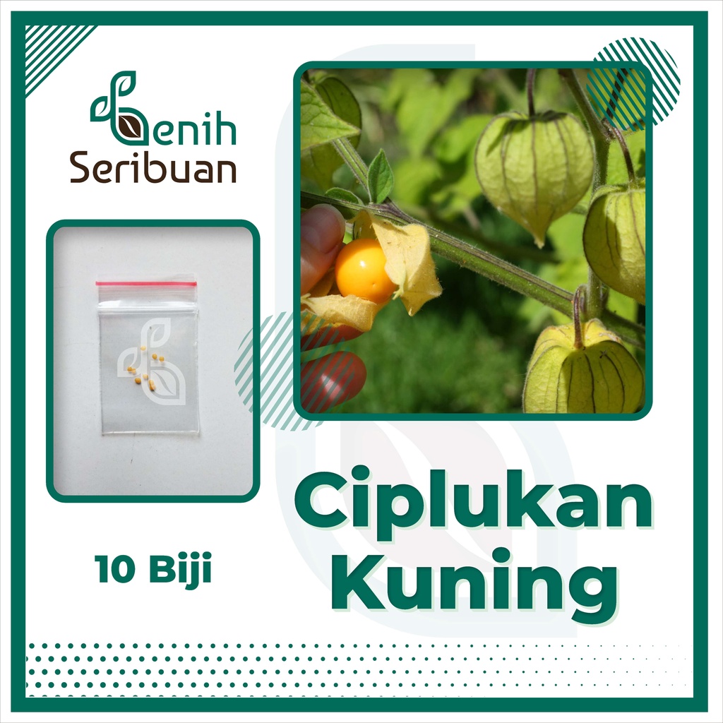 BS-BYL Benih Buah Bibit Tanaman Buah F1 Hibrida Unggul Anggur Strawberry Semangka Melon Labu Pepaya Jambu Blackberry Ciplukan Raspberry dll-CIPLUKAN KUNING