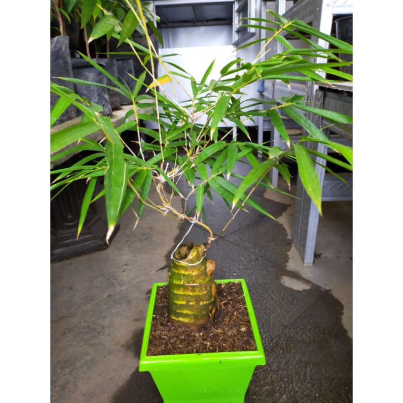 Tanaman hias bonsai bambu kuning plus pot