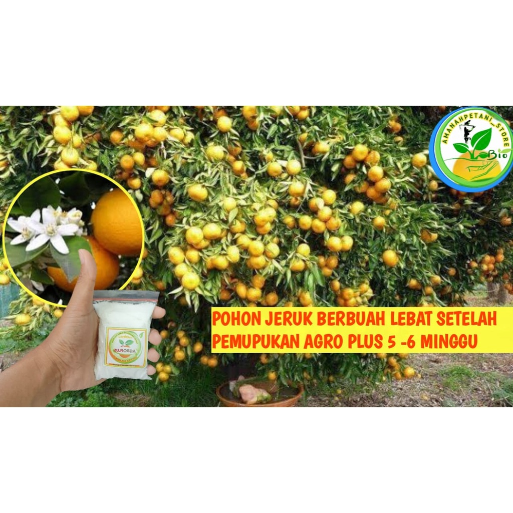 Jual Pupuk Agro Plus Pupuk Booster Terbaik Booster Bunga Buah