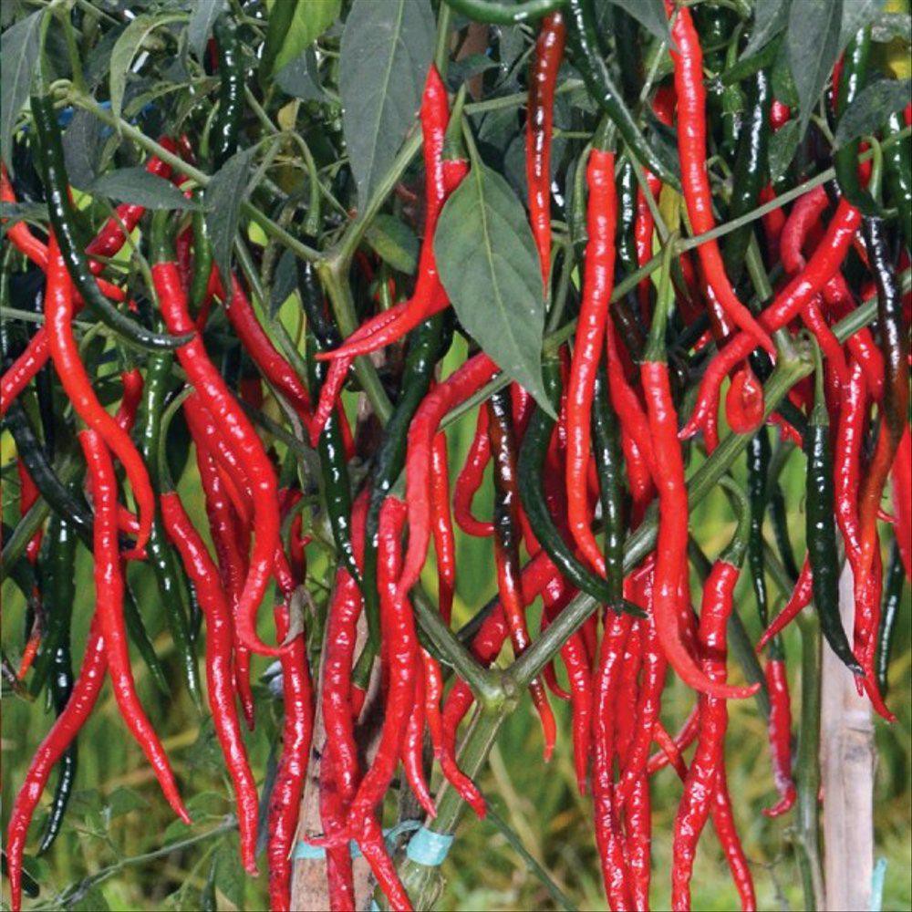 35 Bibit Cabe Merah Keriting Benih Sayuran Cabai Unggul Berkualitas - Bibit Tanaman Sayur Seribuan