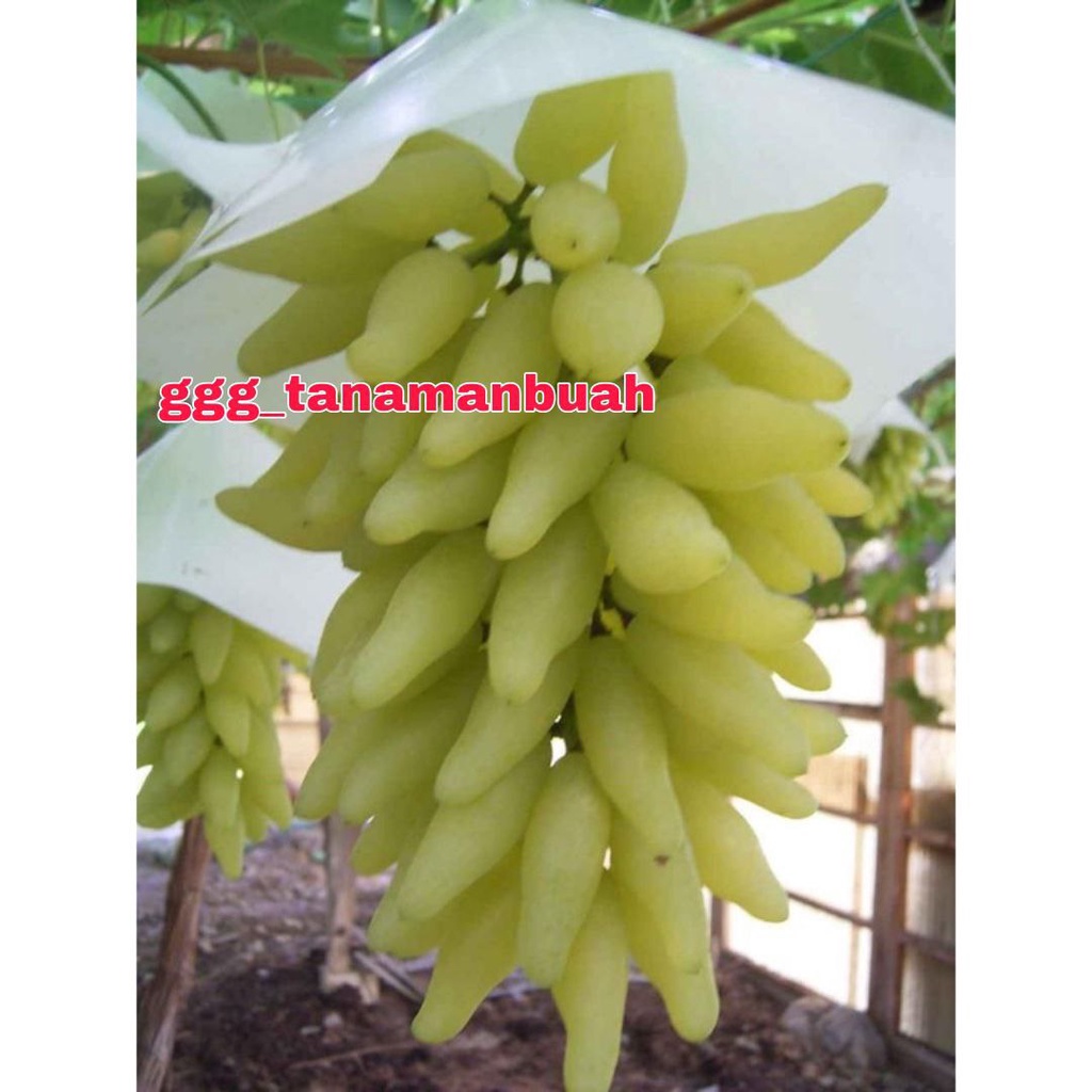 Bibit Anggur Import Gold Finger Valid Grafting