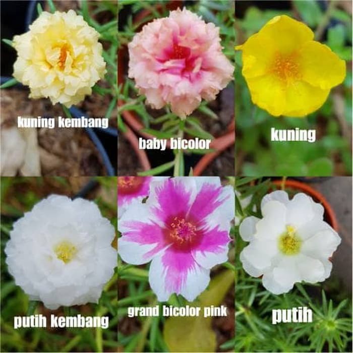 Gunting Rumput Tanah Media Tanam Pupuk Tanaman Mossrose Portulaca Mossrose Bunga Pukul 9 Shopee Indonesia