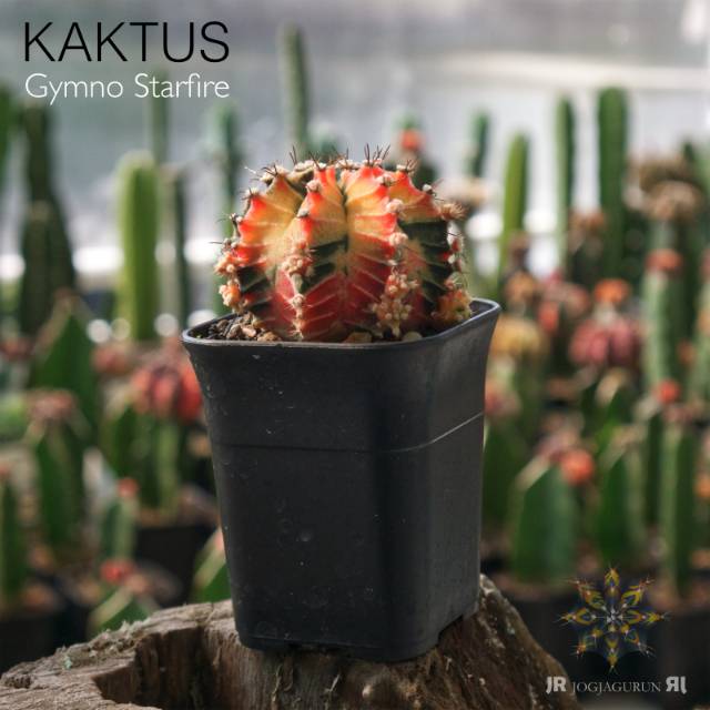 Kaktus Gymno Starfire (Indukan)