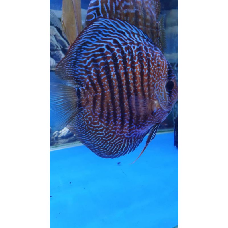 Discus Leopard Snake Skin