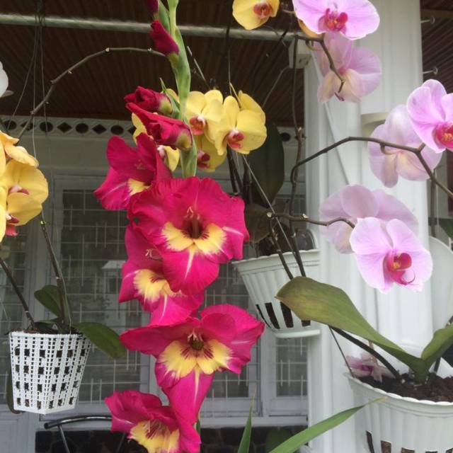 andhayuberliankinasih