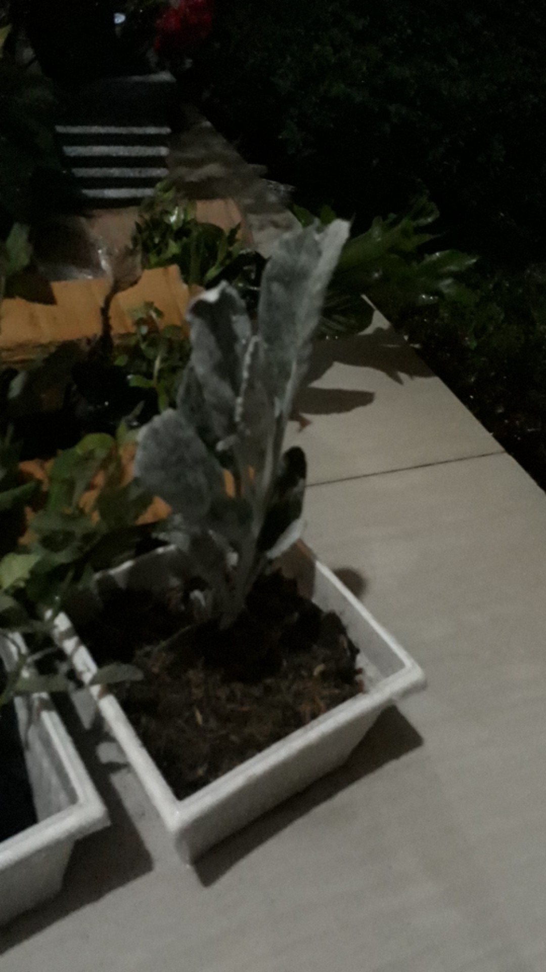 Tanaman Hias Dusty Miller