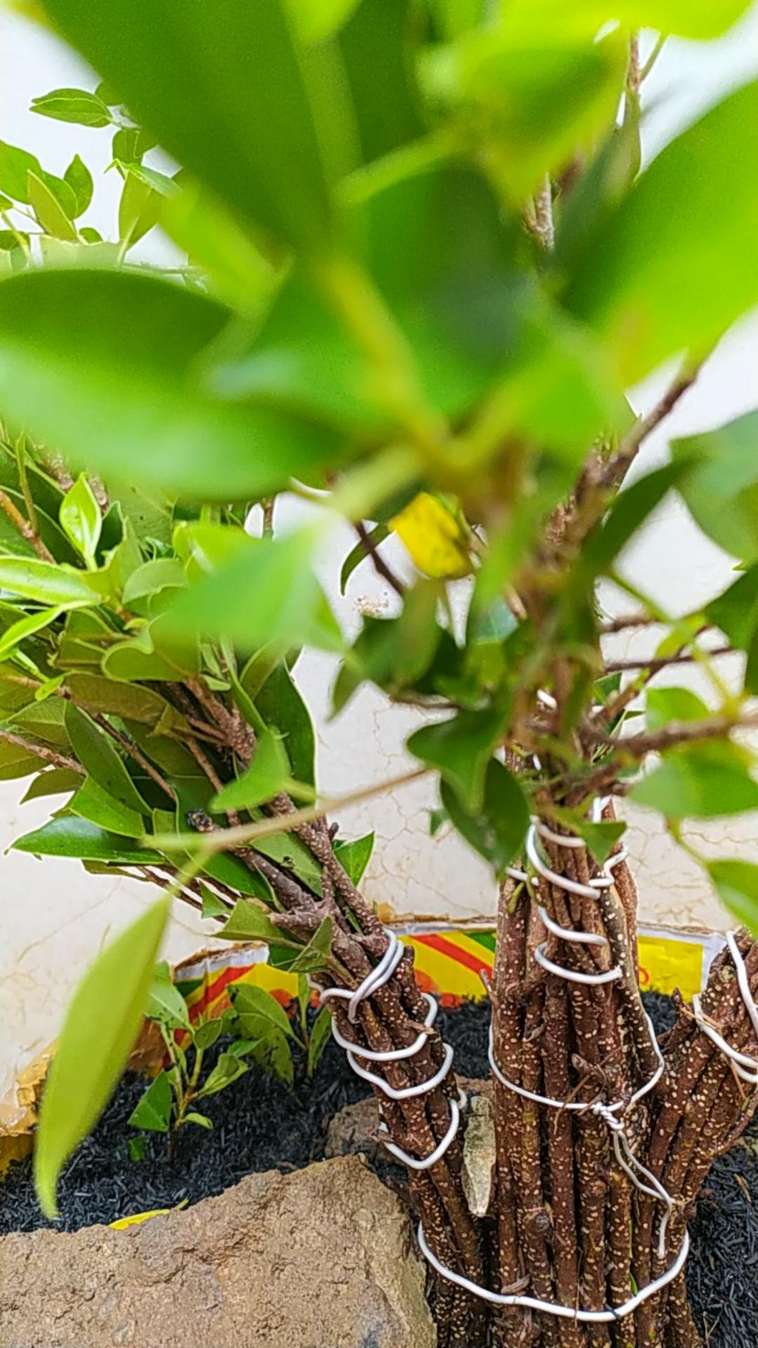 Bibit Bonsai Ficus Kimeng 30-45cm