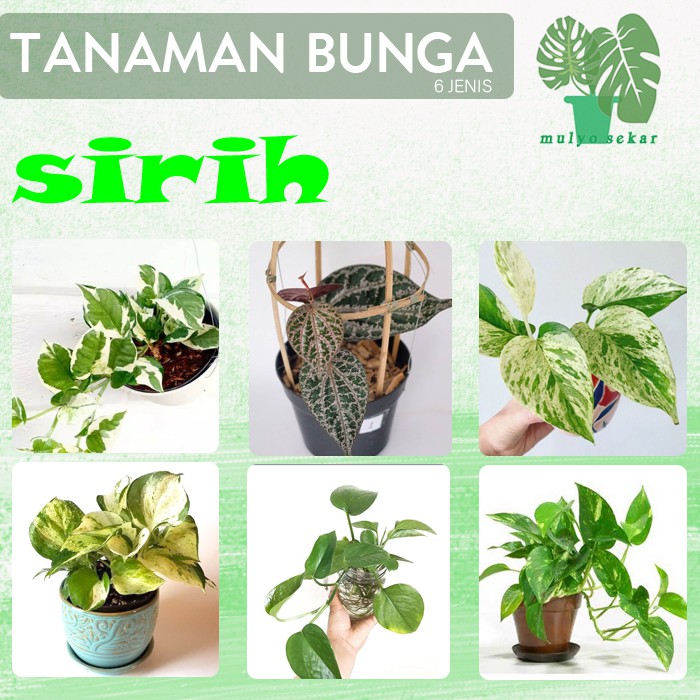 tanaman hias daun sirih - tanaman tahan air - tanaman indoor - Tanaman Air - aesthetic decor