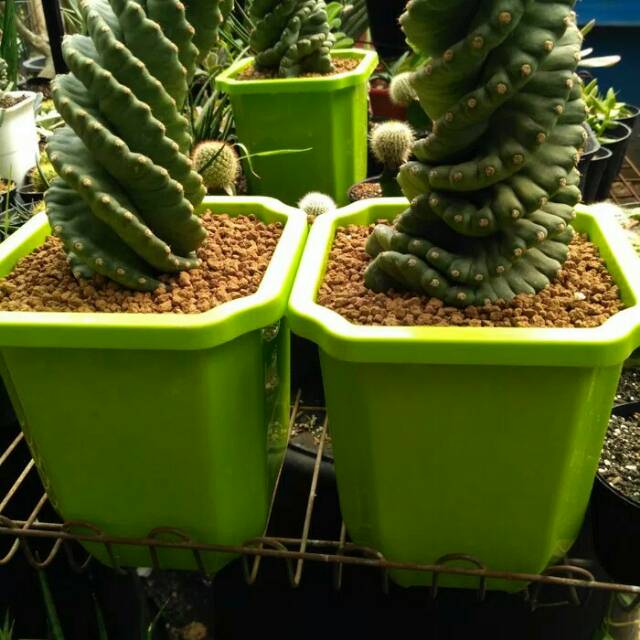 Pot plastik pot tanaman kotak warna warni merk NKT