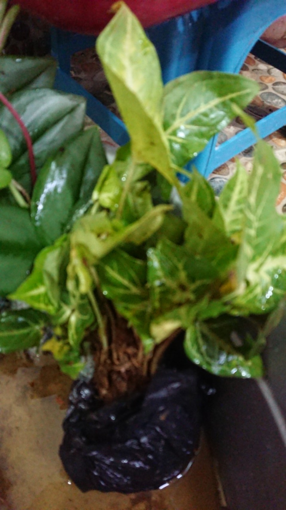 Tanaman Hias Singonim Batik Lokal Sp Tanaman Hias