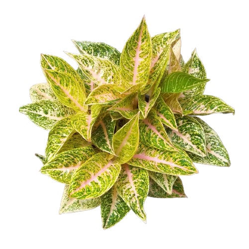 Aglonema Mutiara Tanaman Aglonema Hidup Bunga Aglonema Tanaman Aglonema Murah Bukan Bonggol