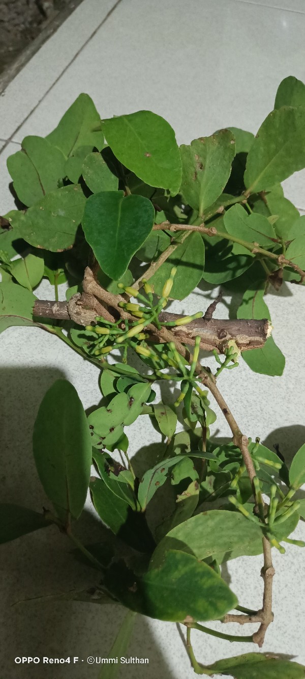 Serok Sampah Dragon/cikrak Atom