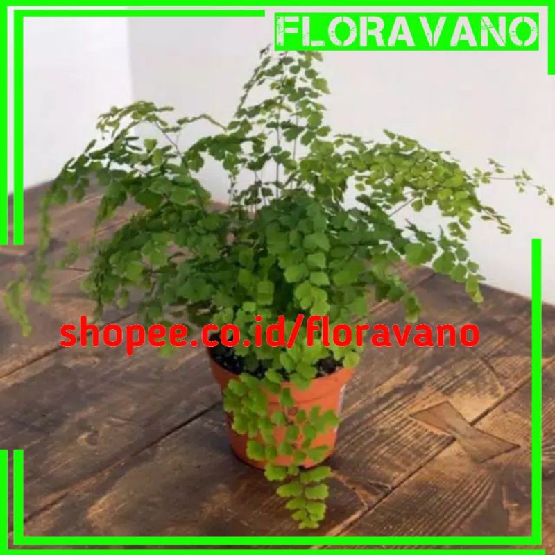 tanaman hias pot suplir / tanaman hias pot indoor