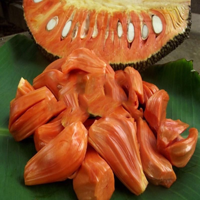 nangka merah bibit nangka merah genjah  kualitas unggul