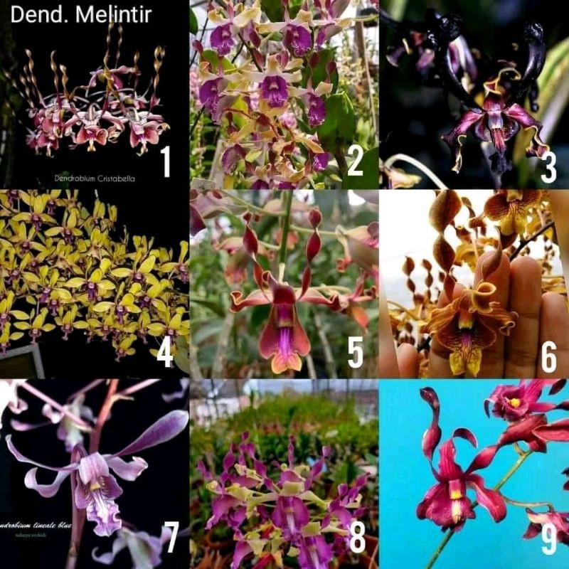 Anggrek dendrobium melintir Botol wisky