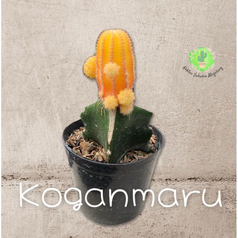 Kaktus Grafting Koganmaru