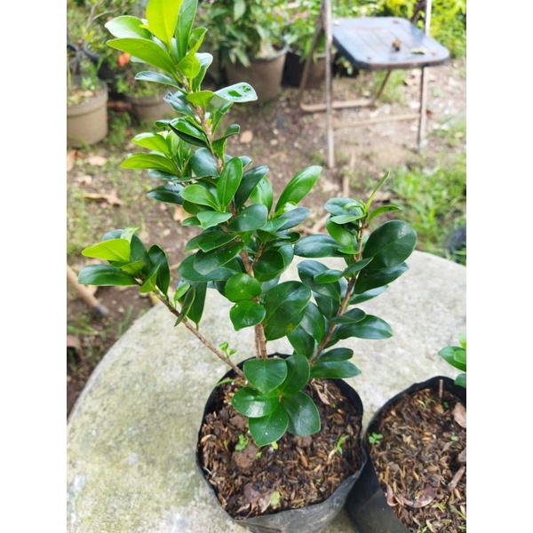 Tanaman Hias  beringin Kompakta - bahan Bonsai