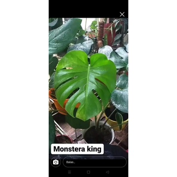 MONSTERA BRAZILIAN DAN KING