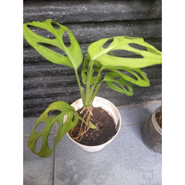 Tanaman Hias Janda Bolong - Monstera - Tanaman Rambat