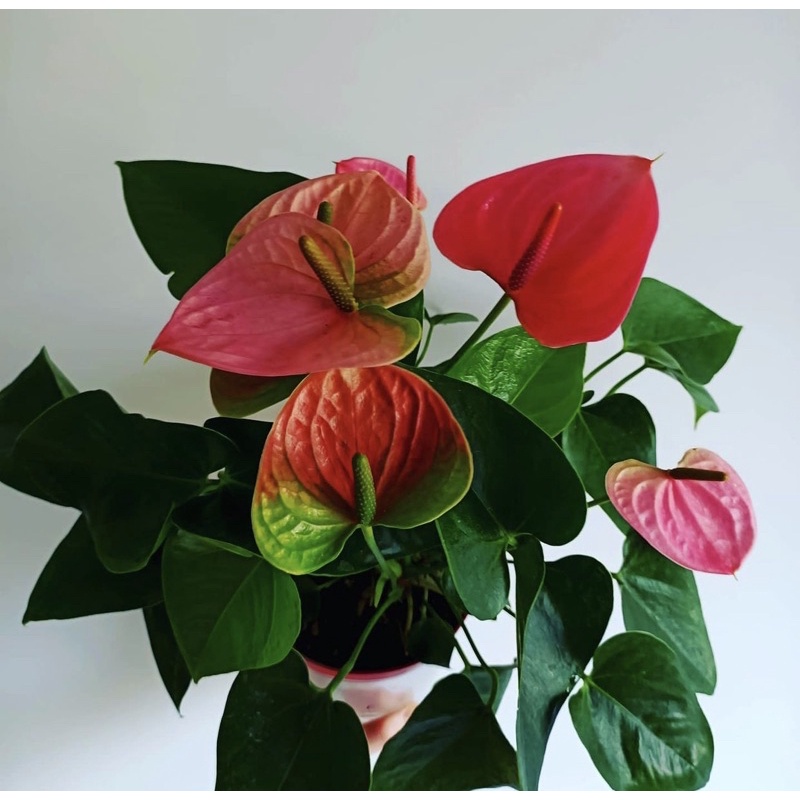 Tanaman hidup anthurium pink hearts-tanaman hias hidup-bunga hidup-hiasan rumah-bunga-kembang anthur