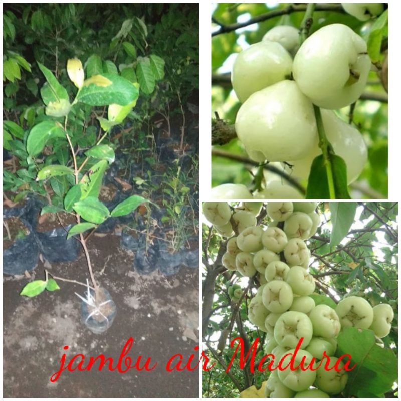 bibit jambu air Madura