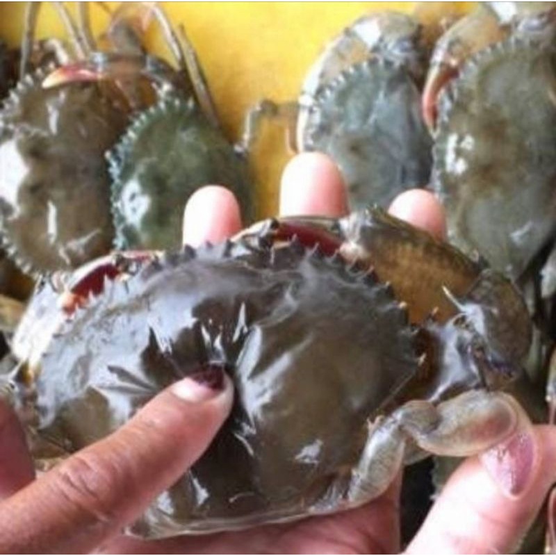 

Kepiting Cangkang Lunak / Kepiting Gembos / Kepiting Soka