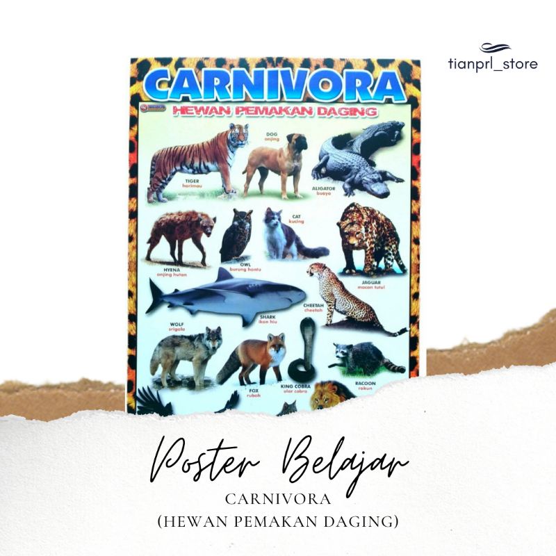 

POSTER BELAJAR HEWAN CARNIVORA