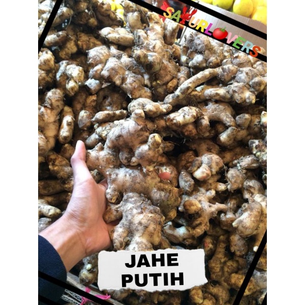 

Jahe Putih SayurLovers