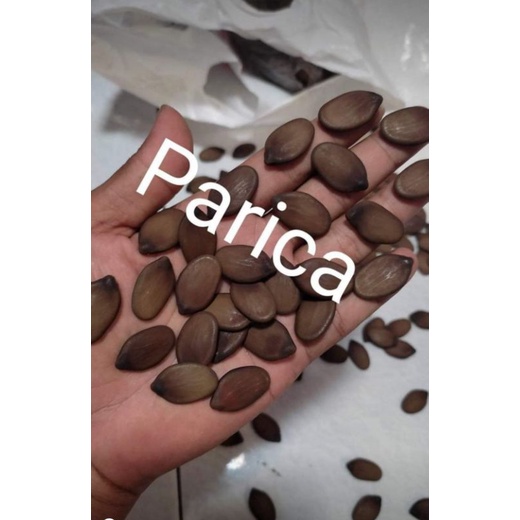 (1kg )Biji Sengon Farika ( SOLOBIUM FARIKA)