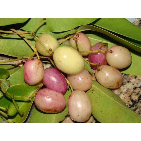 Bibit Tanaman Buah Juwet Putih / Jamblang / Duwet I”*