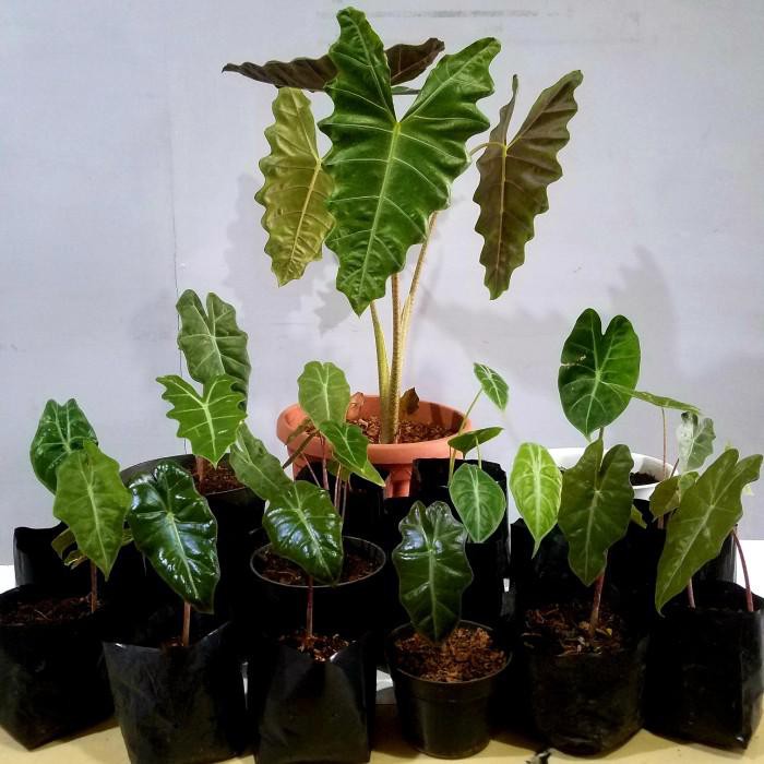 Bibit Keladi Amazon lokal, Alocasia Amazon lokal - Tanpa Pot