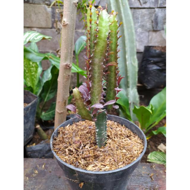 Tanaman hias euphorbia trigona rubra