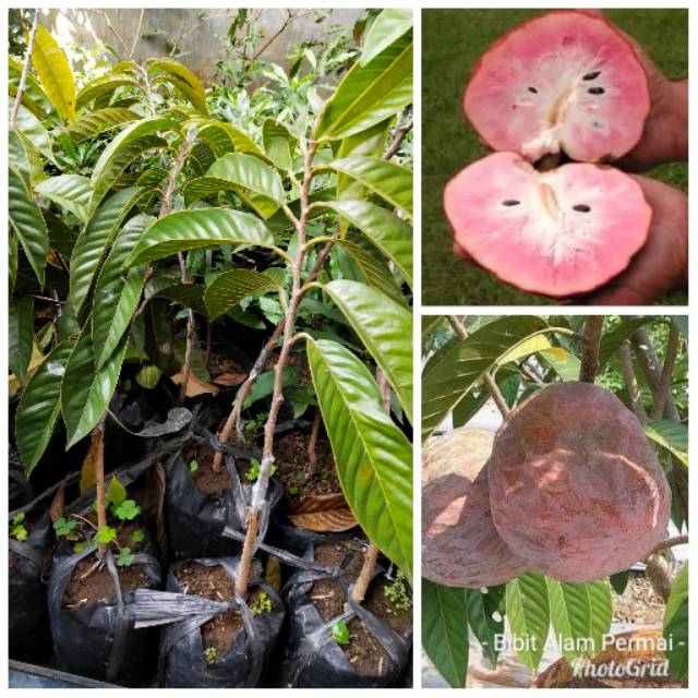 Bibit Tanaman Buah Srikaya San Pablo