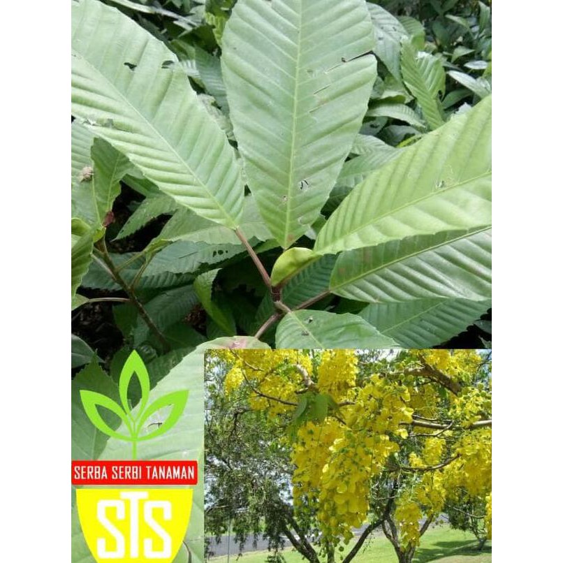 #_# Bibit Tanaman Langka Sempur -  Simpur Restock