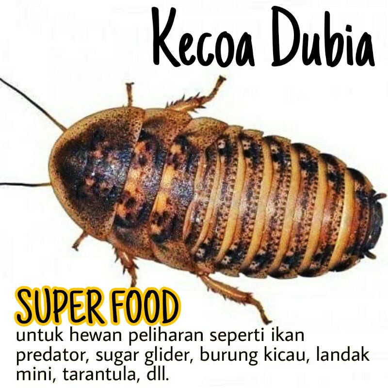 Jual Dubia Kecoa Dubia Pakan Reptil Makanan Reptil Pakan Tarantula