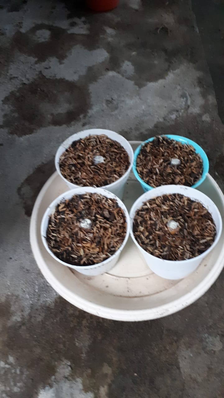 Bonggol Bunga Aglonema Golden Hope