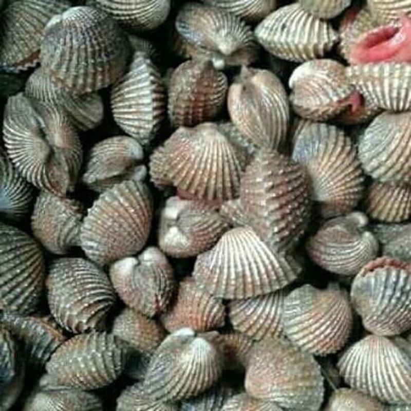 

kerang dara 1 kg