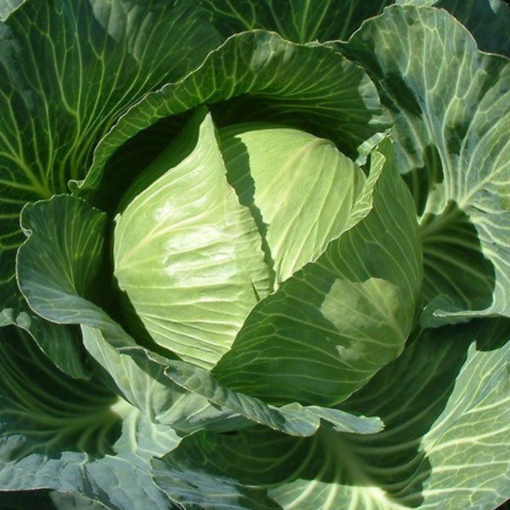 

10 Biji - Bibit Benih Sayur Kubis Hijau Segar 1030