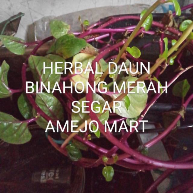 

HERBAL DAUN BINAHONG MERAH SEGAR HERBAL