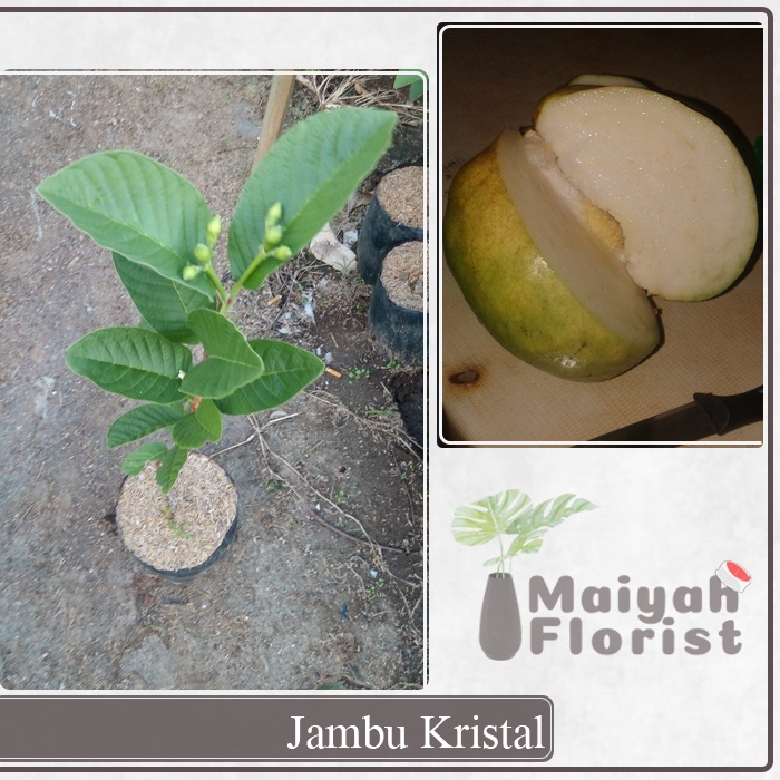 Bibit Buah Jambu Kristal