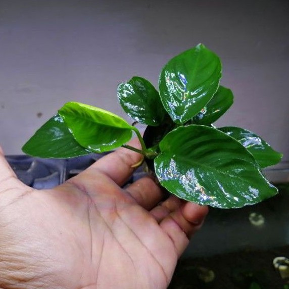 anubias barteri var broadleaf