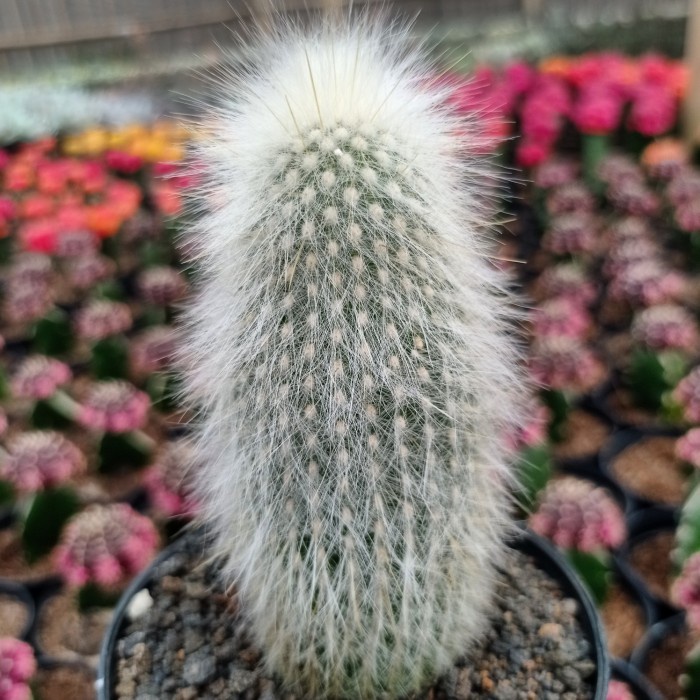 cephalocereus senilis | kaktus old man
