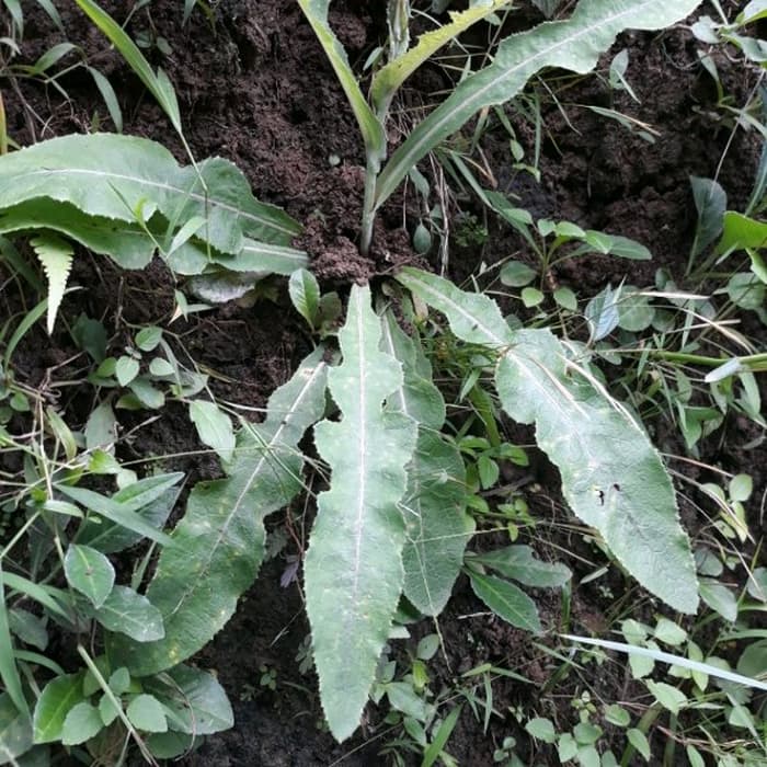 

Promo Daun Tempuyung Segar 1 Kg