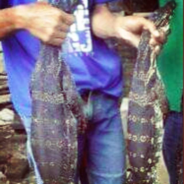 

Daging Biawak Segar Asli