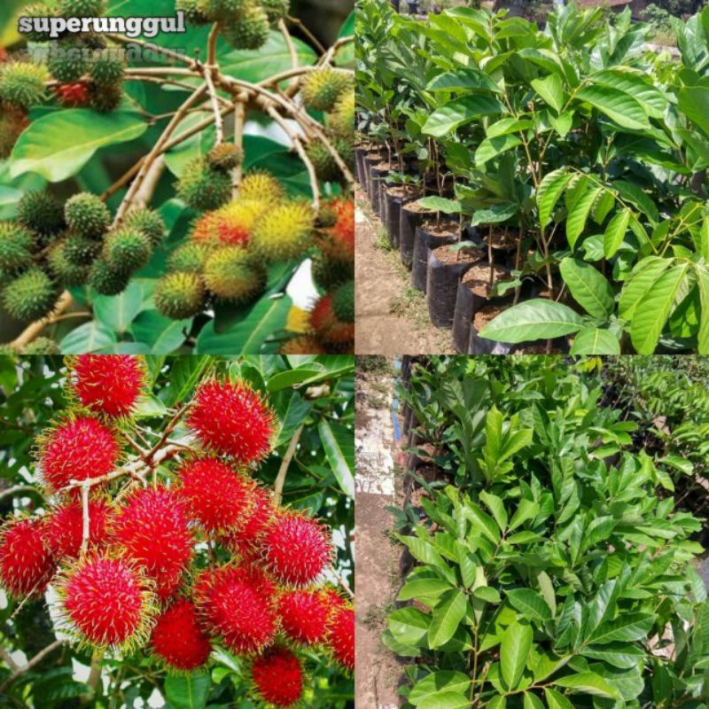 bibit rambutan super