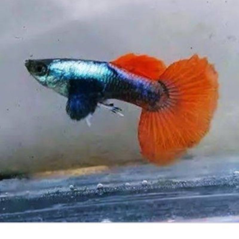 

ikan Guppy hias platinum redtail PRTDE