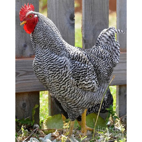 

TELUR AYAM HIAS BARRED ROCK FERTIL ASLI UNTUK TERNAK