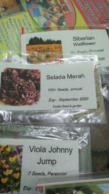 Benih Biji Selada Merah Red Lettuce